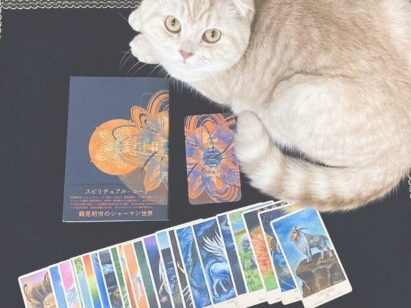 cat&cards